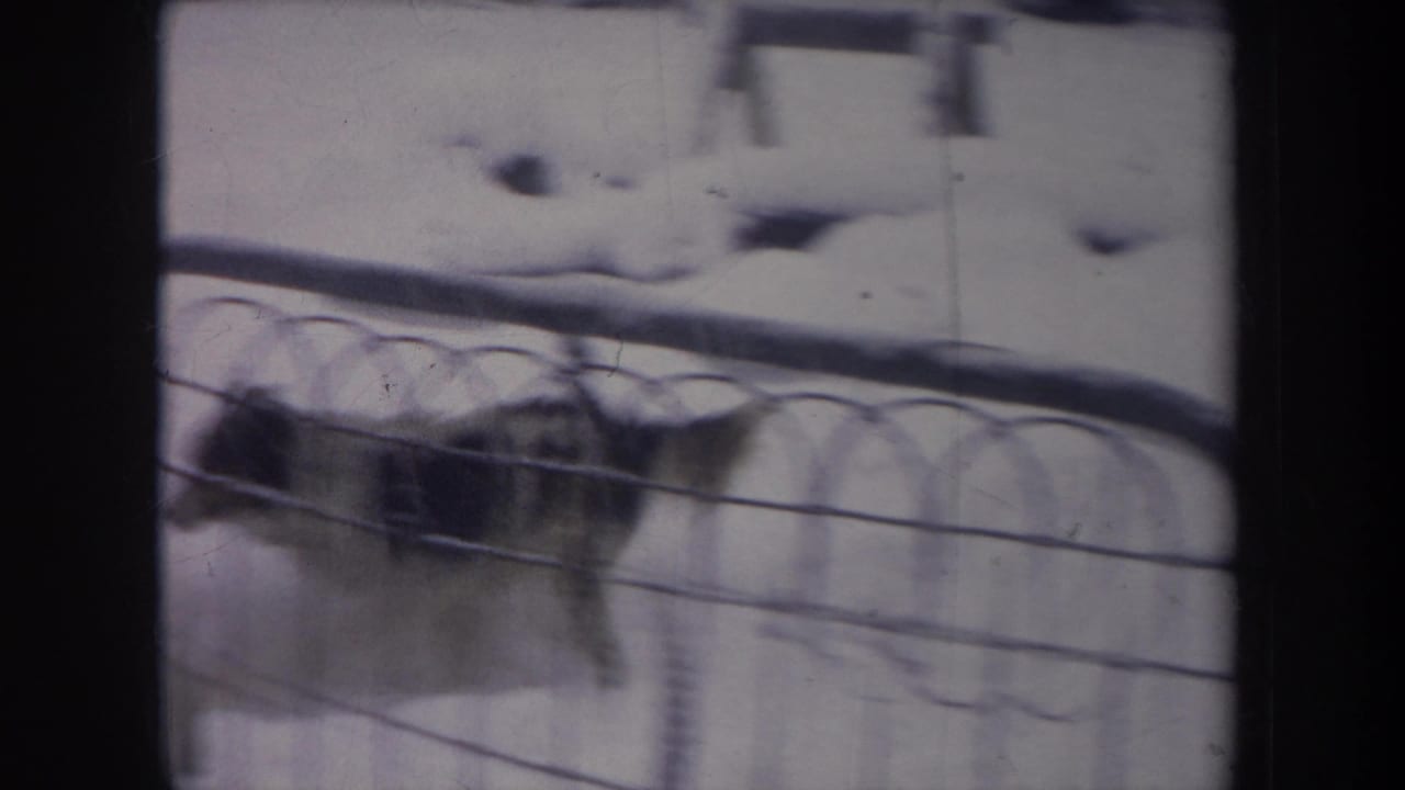 Fox partly obscured behind a metal fence in snow.