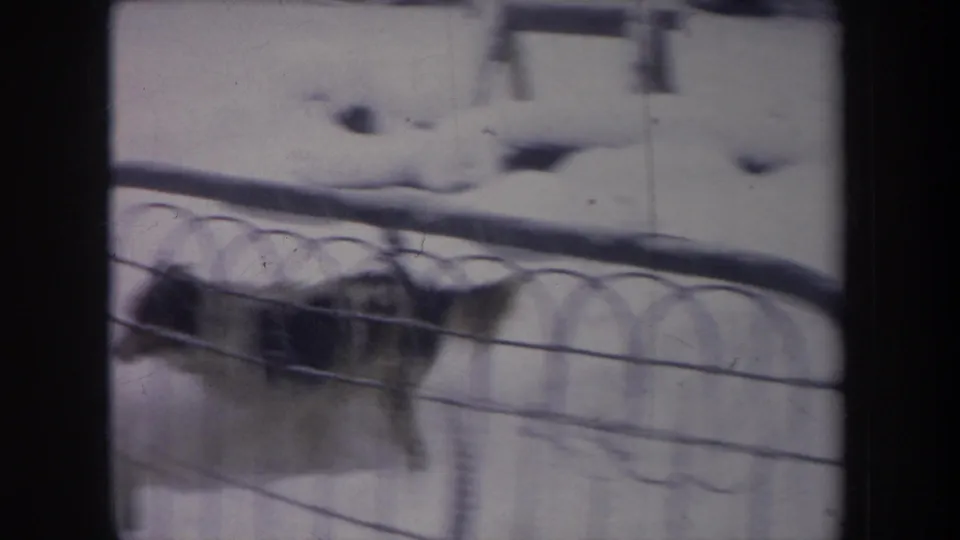 1968 Michigan home-movie frame with a fox moving behind curved metal fencing in a snowy residential yard.