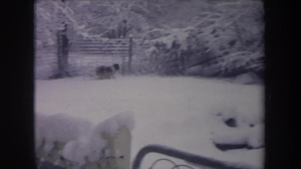 1968 Michigan 8mm frame with a fox moving across deep snow near a fence line, shrubs, and bare winter trees.