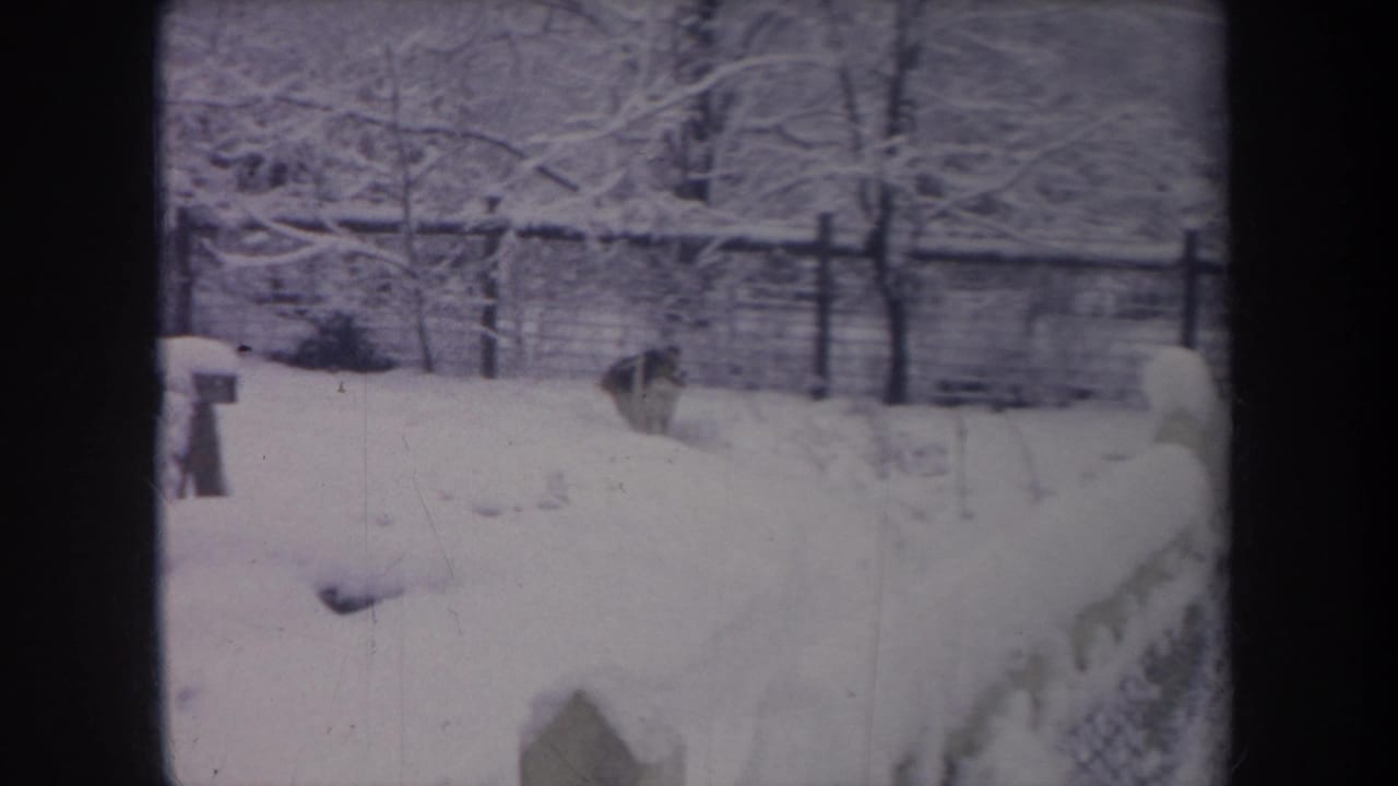 Small dark dog near a snowy fence in a backyard.