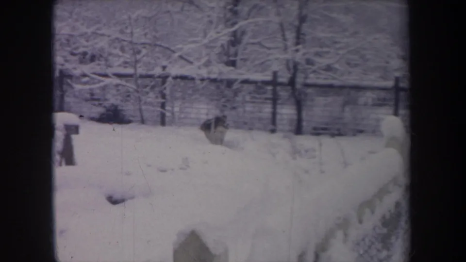 Small dog moving through deep snow near a fence in a Michigan backyard, with bare winter trees behind it.