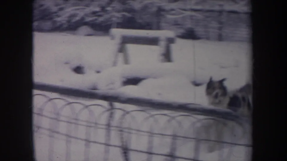 1968 home-movie frame with a puppy low in the snow beside a bench, chain-link fence, and snow-covered yard.