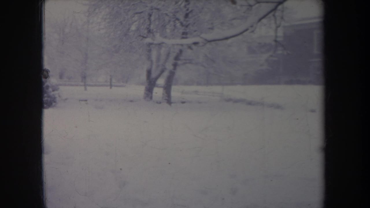 Snowy open yard with bare trees and a faint fence in the distance.