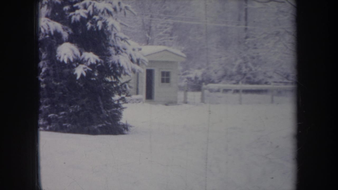 Small shed and snowy fence line seen past a snow-covered evergreen.