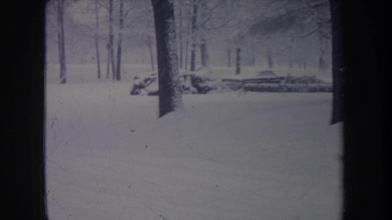 Snowy woodland view with bare trees, dark trunks, and low branches or logs in the distance.