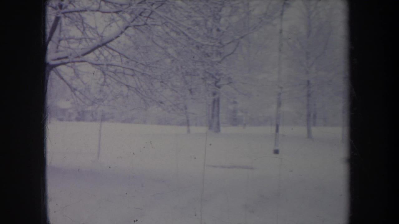 Snowy open ground with leafless trees, thin poles, and a distant wooded background.