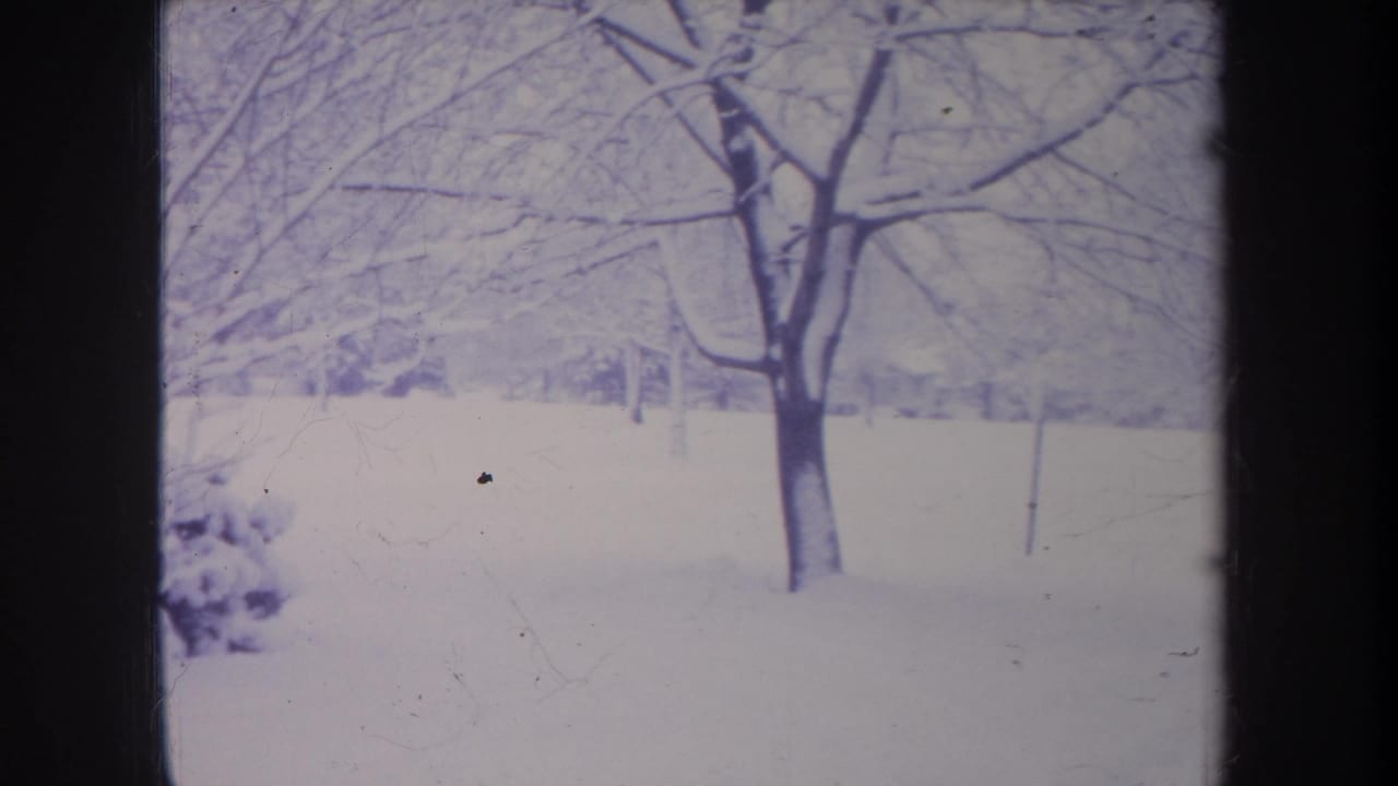 Snowy open area with a leafless tree and dark film border at the side.