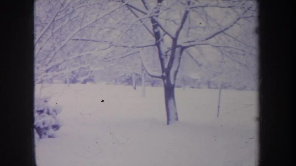 1968 Michigan home-movie frame with a bare tree standing in a snow-covered yard or open residential edge.