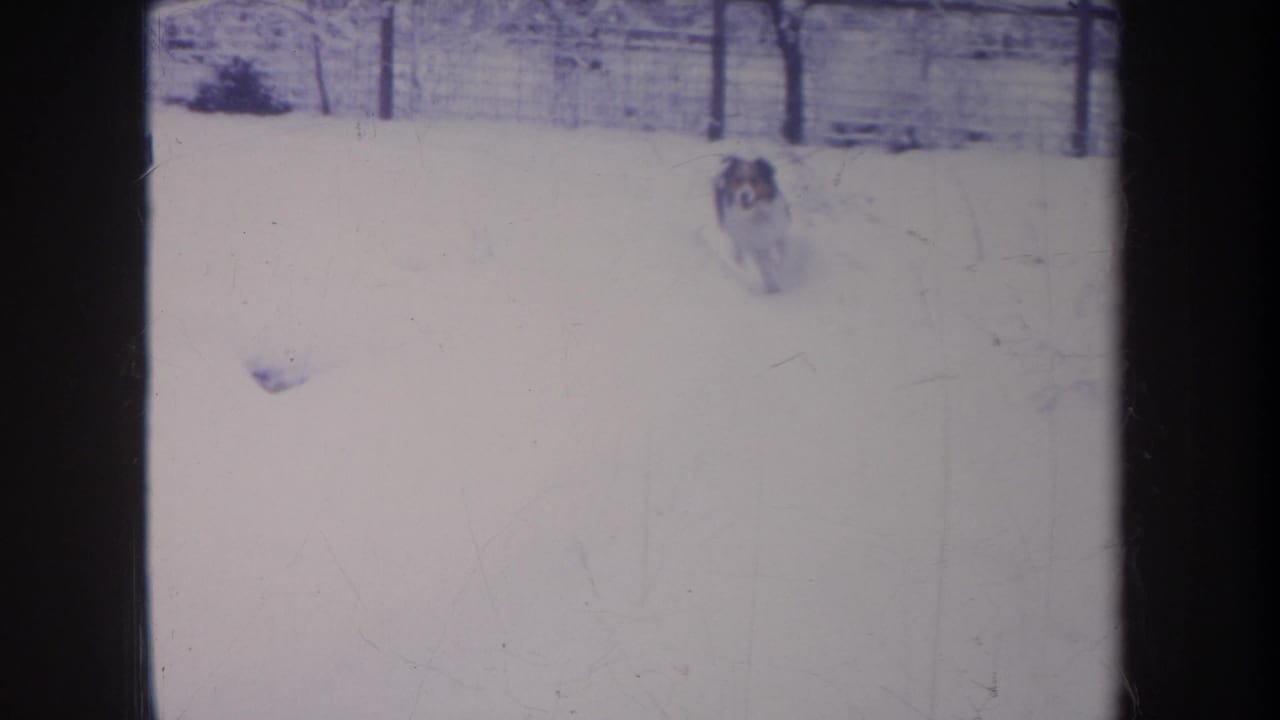 Small spotted dog runs through deep snow in a fenced Michigan backyard in 1968 8mm home-movie footage.