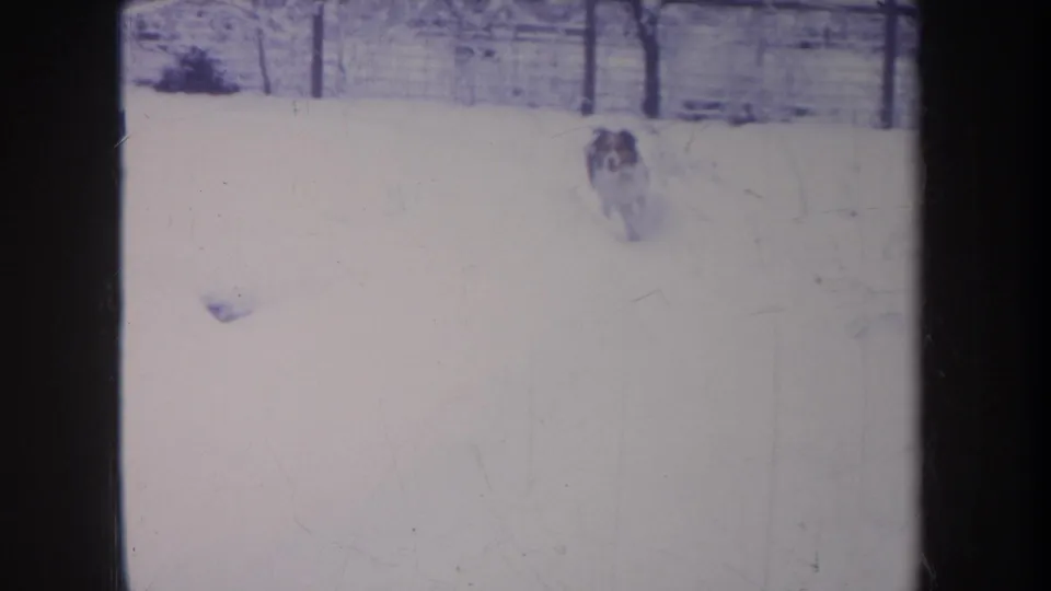 Small spotted dog runs through deep snow in a fenced Michigan backyard in 1968 8mm home-movie footage.