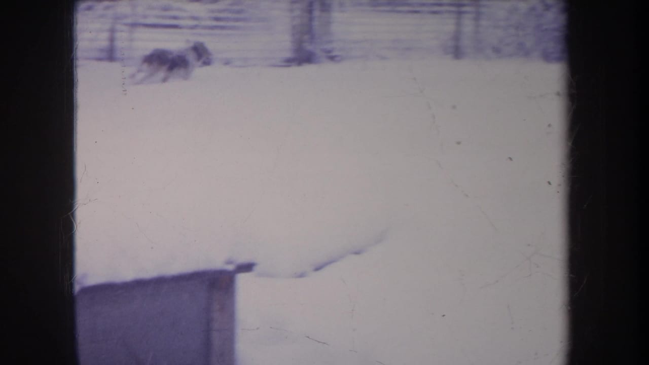 Small spotted dog runs low through a snowy fenced yard in 1968 Michigan home-movie footage.