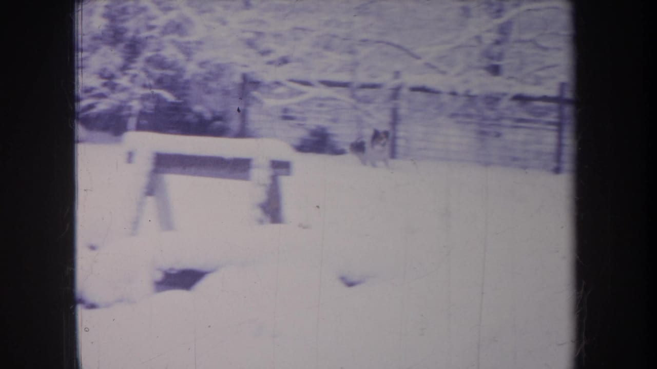 Snowy yard with a wooden bench, trees, and a small dog low in the snow.