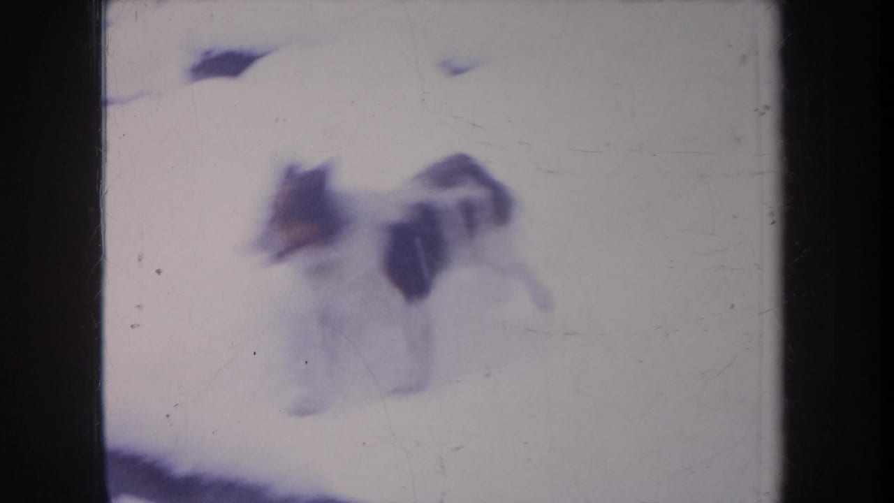 Blurred black and white dog moving across bright snow.