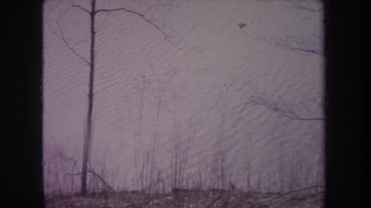 1968 Michigan 8mm frame showing bare woodland branches and a pale overcast sky with visible film edges and purple color cast.