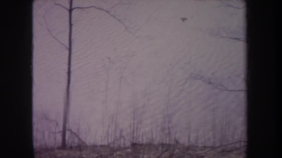 1968 Michigan 8mm frame showing bare woodland branches and a pale overcast sky with visible film edges and purple color cast.