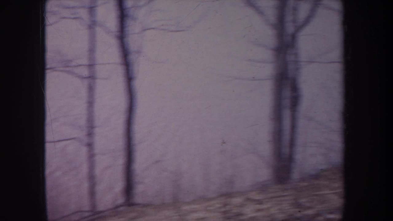 Dark tree trunk in the foreground with leafless woods beyond a sloped shoreline.