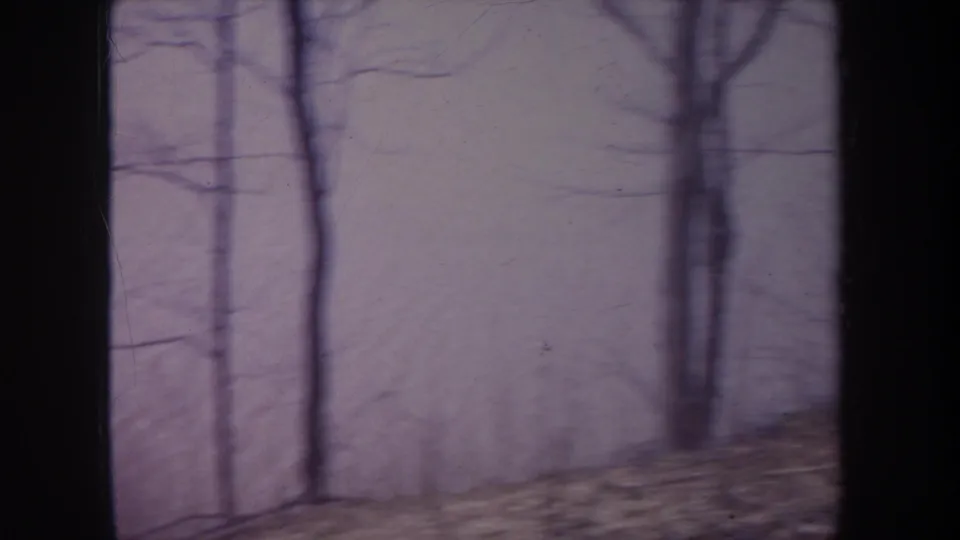 Handheld 1968 Michigan woodland view with a large dark trunk, bare trees, and a sloping ground plane near water or shoreline.