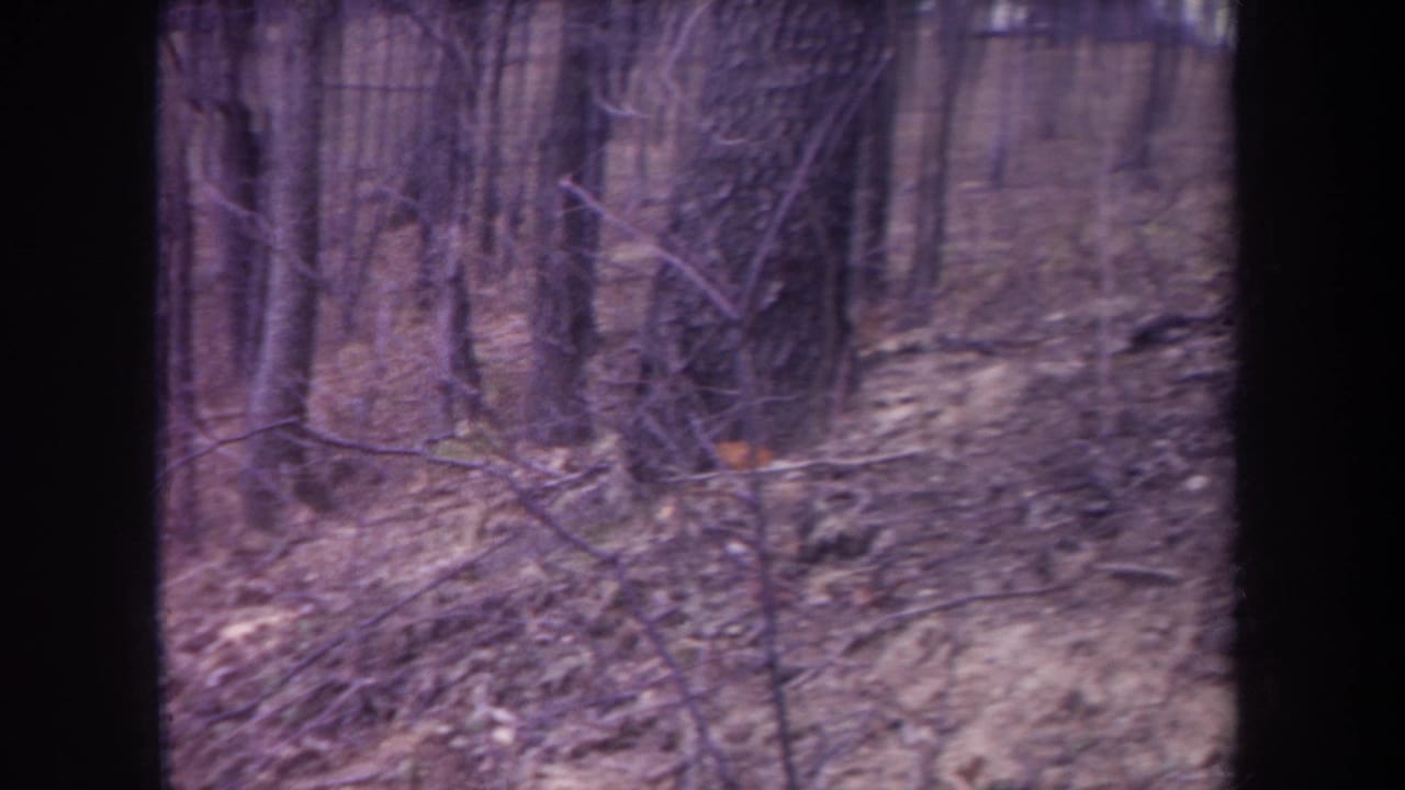 1968 Michigan 8mm frame of dense winter woodland, showing bare trunks, tangled branches, dry leaves, and aged film grain.