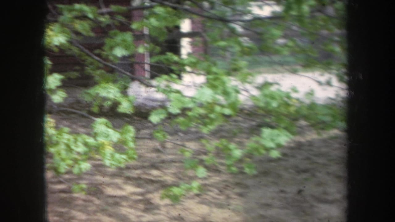 Dark window frame looking toward green tree leaves and dirt ground outside.