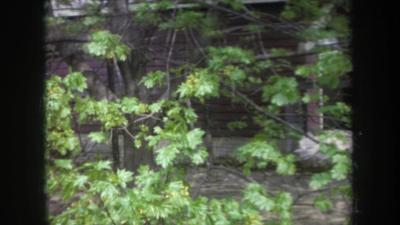 Leafy branches and a tree partly obscure a dark wooden building.