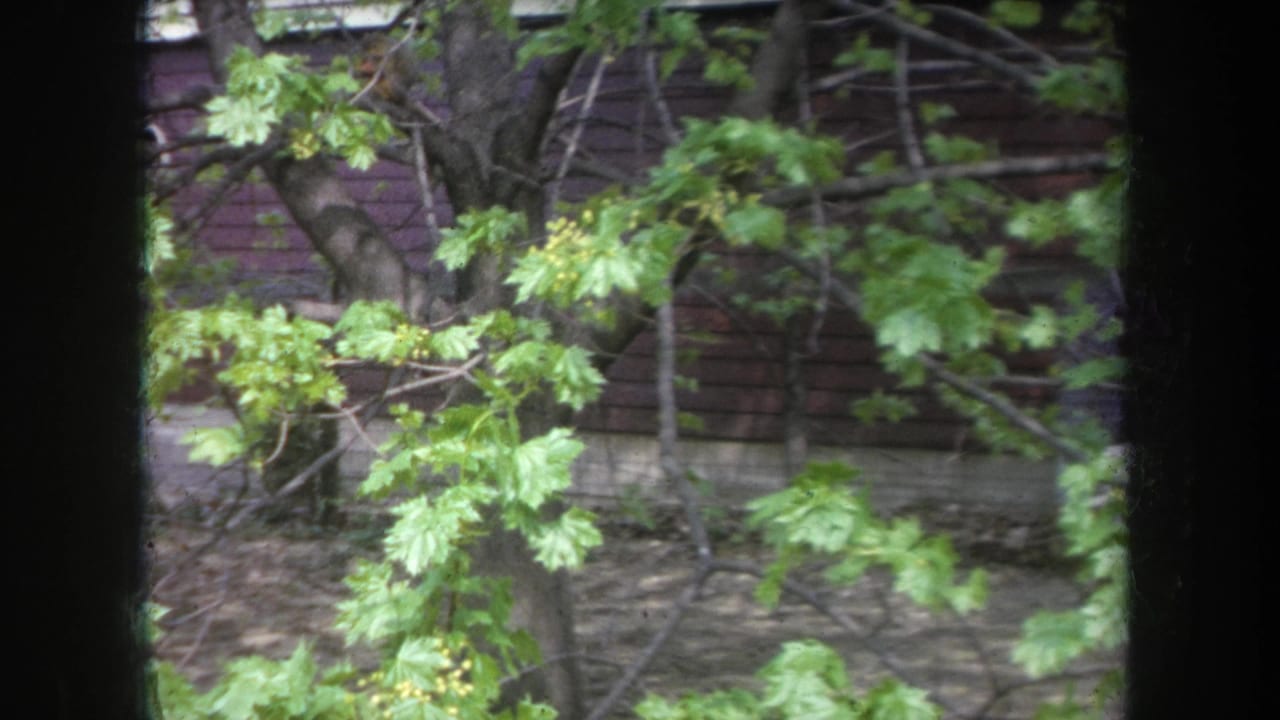1968 Michigan home-movie frame of leafy branches with small yellow buds before a dark wooden exterior wall.