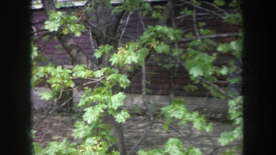 1968 Michigan home-movie frame of leafy branches with small yellow buds before a dark wooden exterior wall.