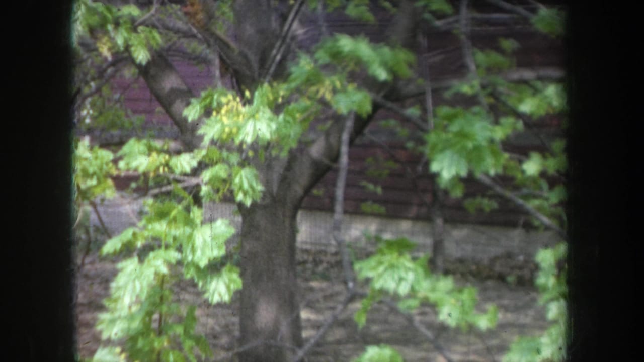 1968 Michigan frame showing a tree trunk, green foliage, and a dark wooden building beyond a window or doorway edge.
