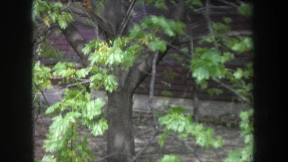 1968 Michigan frame showing a tree trunk, green foliage, and a dark wooden building beyond a window or doorway edge.