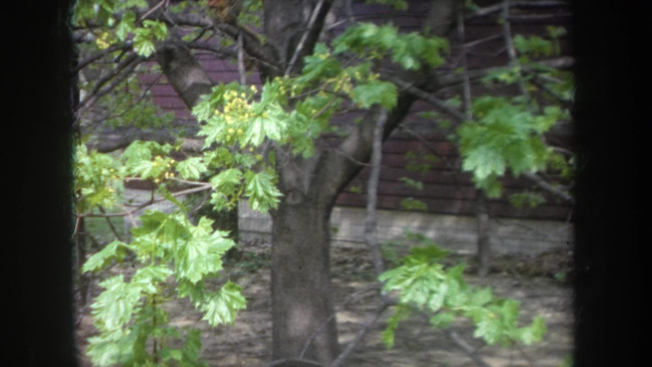 1968 Michigan 8mm frame showing green budding leaves and branches viewed past dark window or porch framing, with a wood-sided house behind.