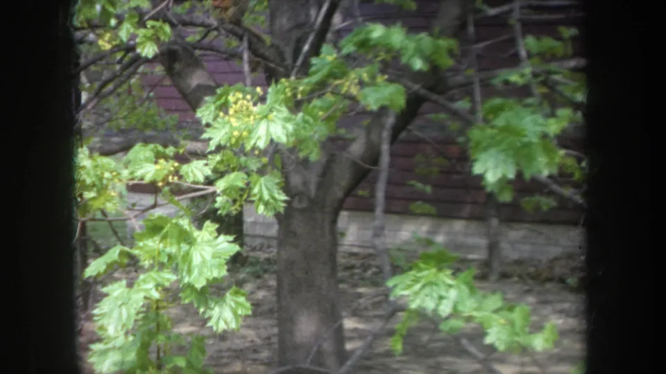 1968 Michigan 8mm frame showing green budding leaves and branches viewed past dark window or porch framing, with a wood-sided house behind.