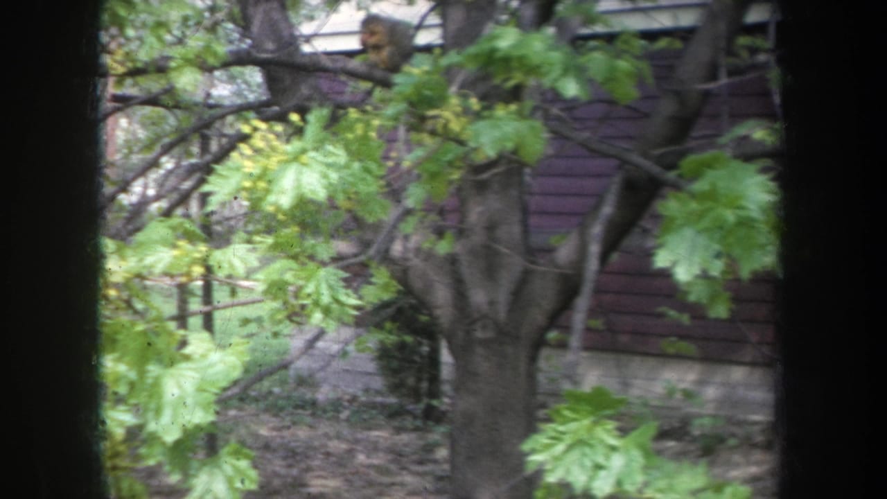 Tree branches with green leaves in front of a dark wood-sided house wall.
