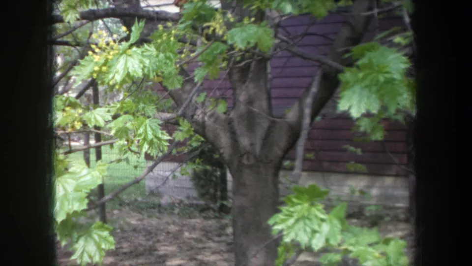 1968 Michigan 8mm still showing a backyard tree trunk, fresh green leaves, a fence, and dark wood siding beyond.