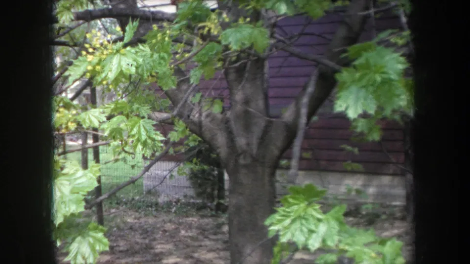 1968 Michigan home-movie frame of green leaves, yellow buds, and a backyard tree trunk seen through dark vertical framing.