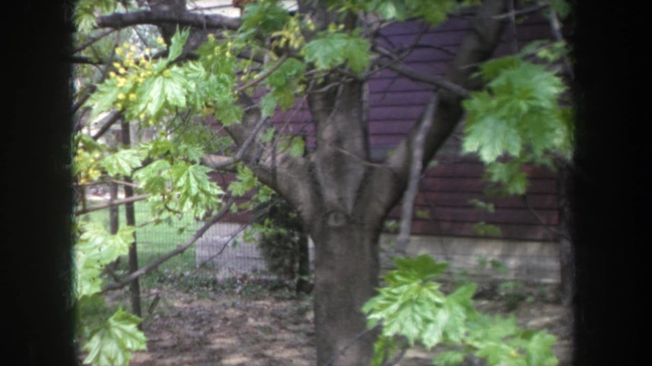 1968 Michigan 8mm frame showing fresh green leaves, tree trunks, and reddish building siding viewed through dark vertical borders.