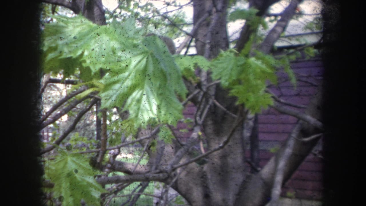 Large green leaves and bare branches overlap a tree trunk near reddish siding.