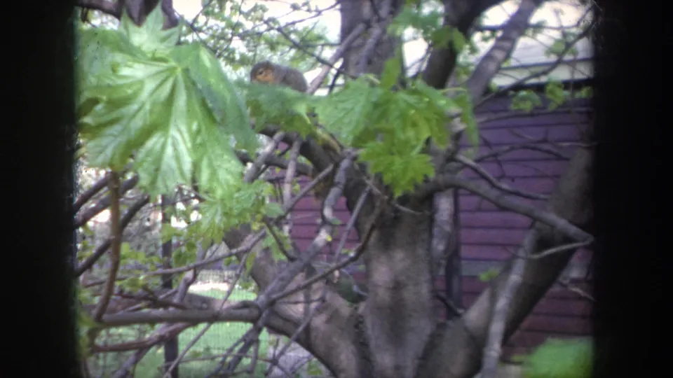 1968 Michigan 8mm frame with a small squirrel partly hidden in branches behind bright green leaves near a backyard tree.