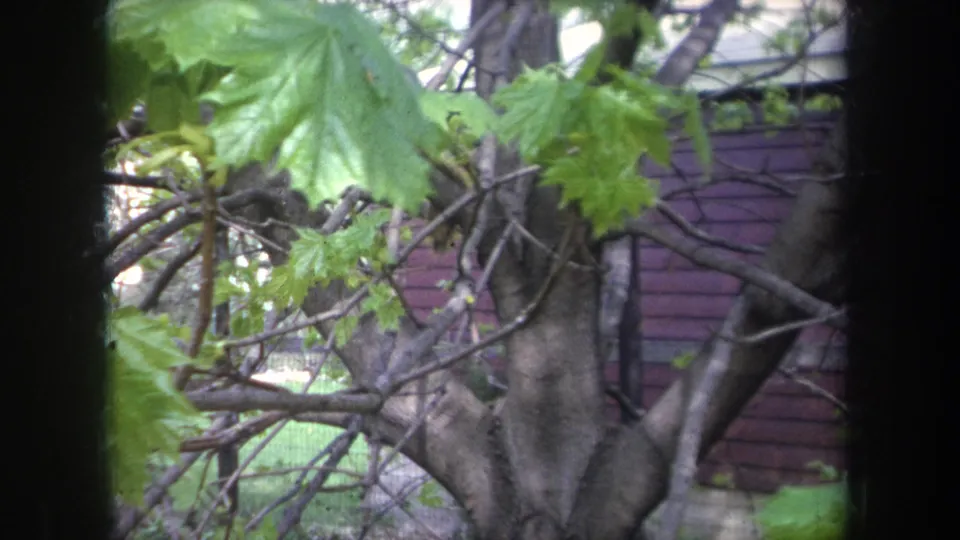 1968 Michigan home-movie frame showing leaves, branches, and a tree trunk against reddish siding and grass in soft 8mm focus.