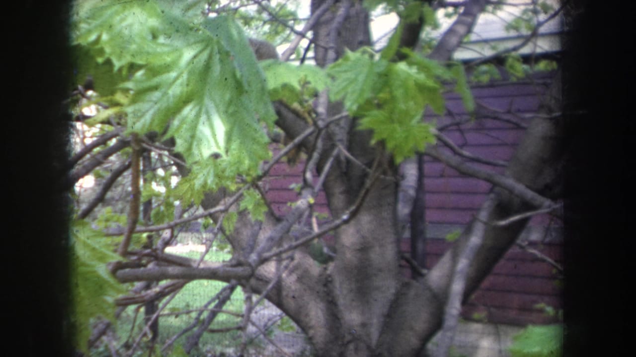 1968 Michigan home-movie frame with a squirrel obscured by branches near green leaves and house siding.