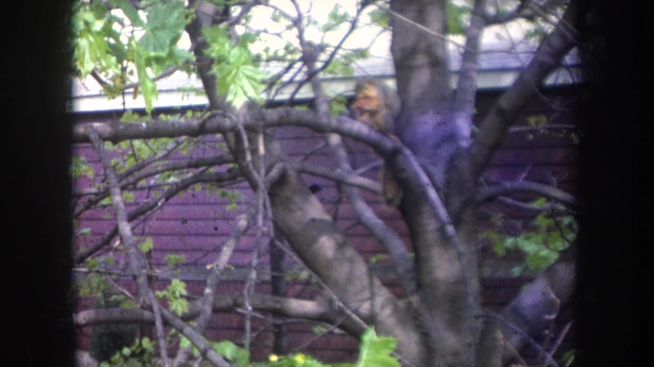 Brown squirrel perched on a tree branch beside a house with purple siding.