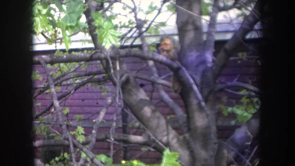 1968 Michigan frame showing a brown squirrel on a branch near purple house siding and leafy tree limbs.