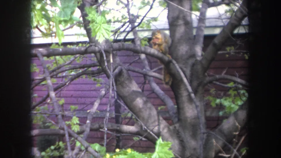 1968 Michigan home-movie still of a squirrel in tangled branches against a residential house exterior.