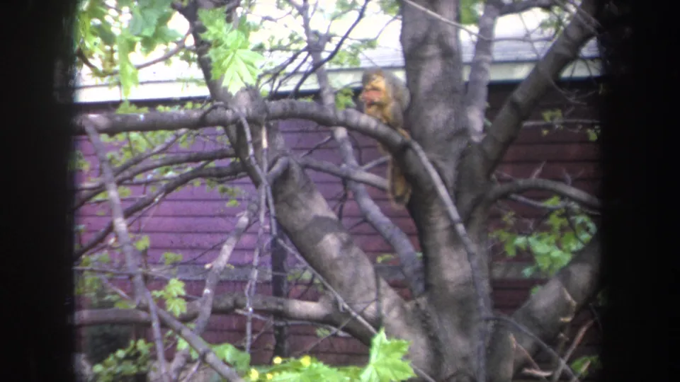 1968 Michigan frame of a squirrel seated on a branch near a residential house, surrounded by leaves and limbs.