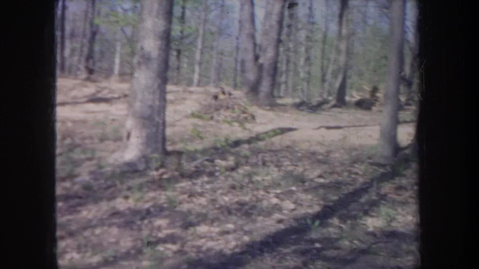 1968 Michigan home-movie frame of a quiet wooded area with tree trunks, leaf-covered ground, and light spring foliage.
