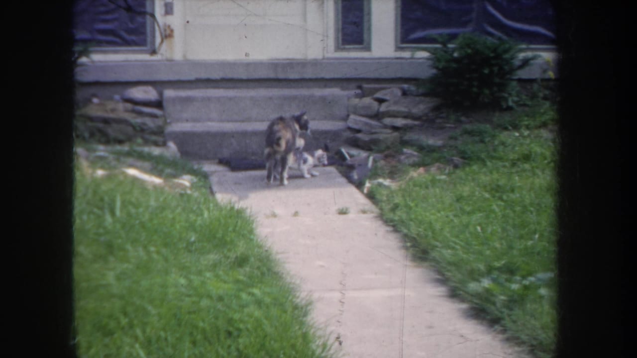 1968 Michigan 8mm frame showing an adult cat with two kittens near house steps, a concrete walk, grass, and shrubs.