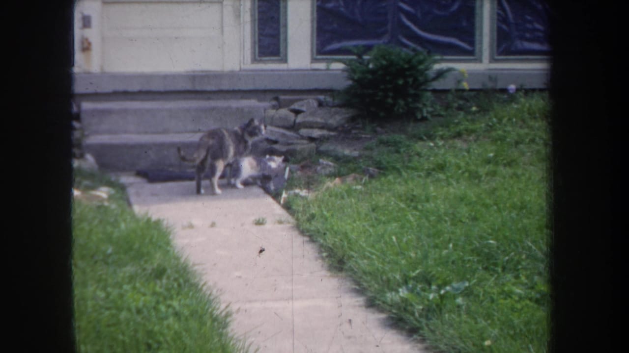 1968 Michigan home-movie frame with an adult cat and kittens clustered near the front walk and porch steps.