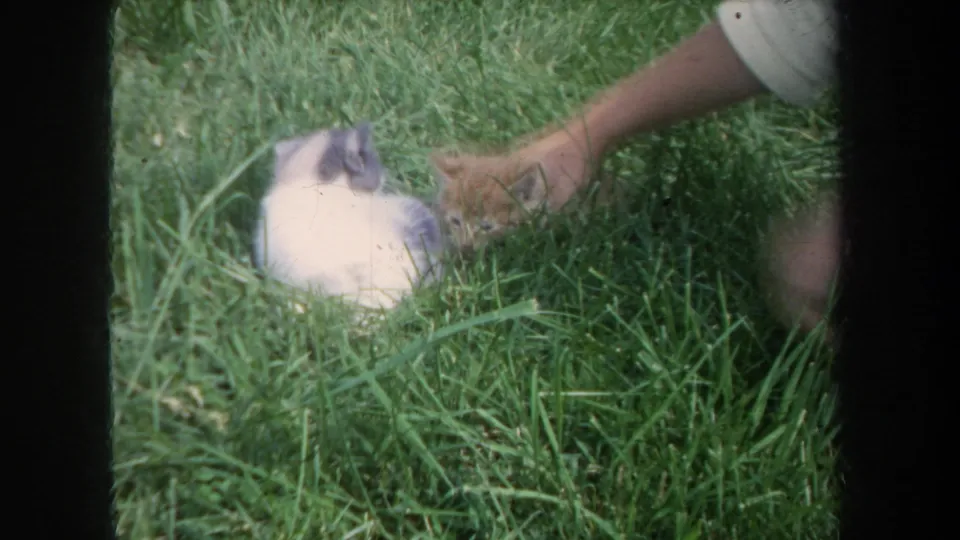 1968 Michigan 8mm frame showing two kittens in tall grass with a partial human arm reaching toward the orange kitten.