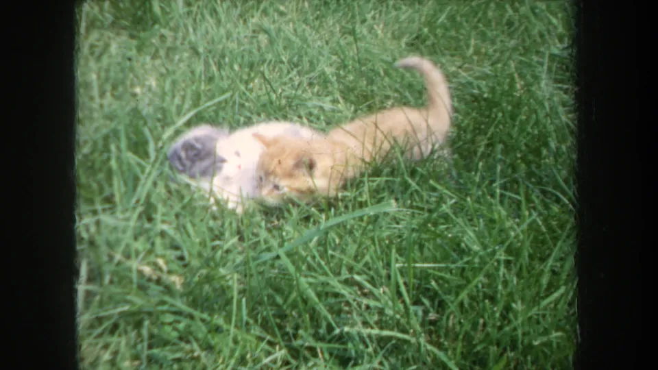 1968 Michigan home-movie frame of an orange kitten and a gray and white kitten nestled together in the lawn.
