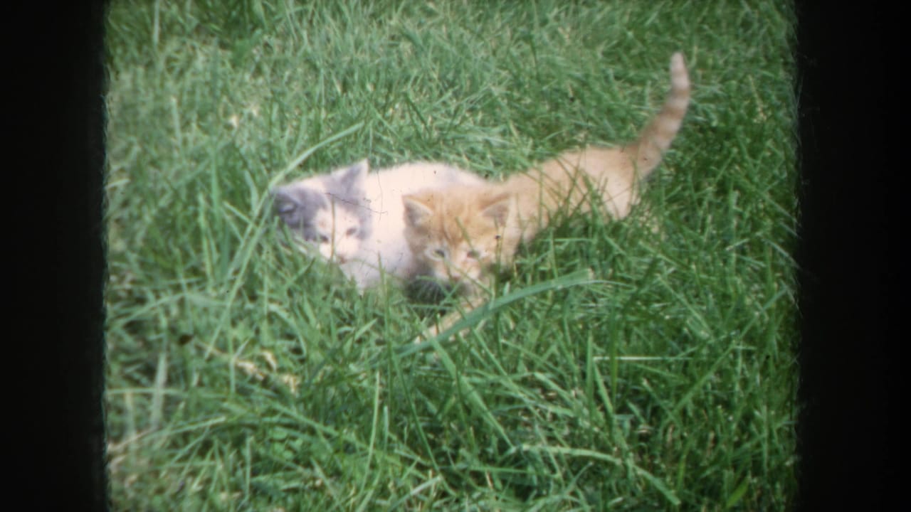 Two kittens, one ginger and one gray-and-white, play in grass in 1968 Michigan home-movie footage.
