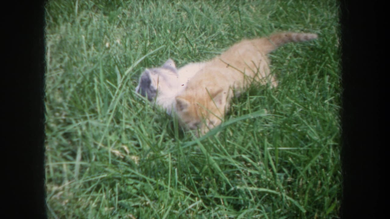 Two kittens move through tall grass, partly hidden by blades.