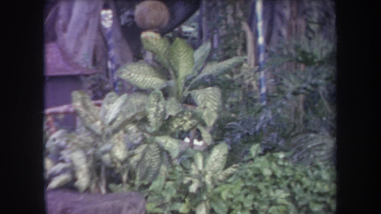 1969 Hawaii 8mm frame showing dense tropical foliage and broad leaves near a shaded rustic garden structure.